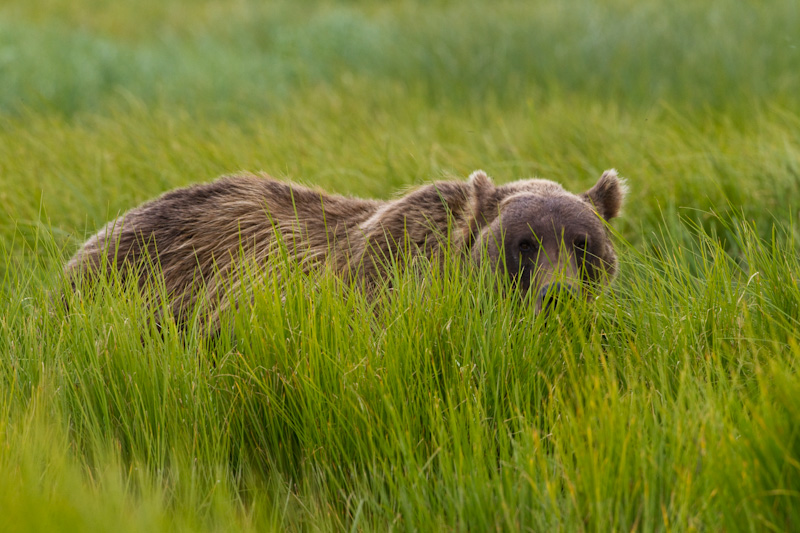 Grizzly Bear In Sedges